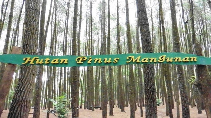 Hutan Pinus Mangunan